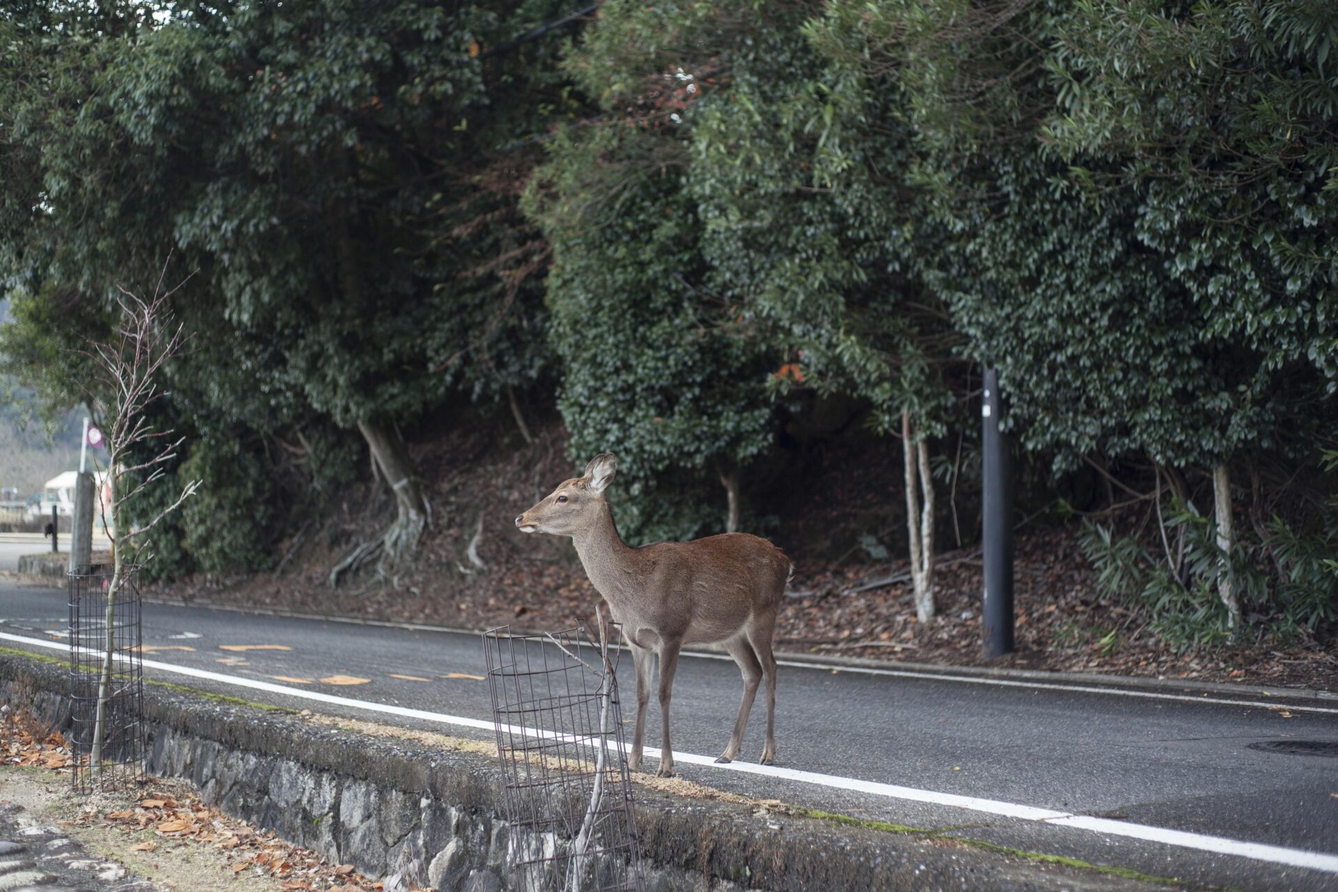 鹿による林業被害低減に向けて、奈良県宇陀市で狩猟体験イベントを開催