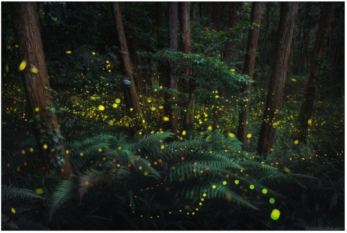 風景写真家ダニエル・コーダン、ホタルが照らす魅惑の日本の森を撮影
