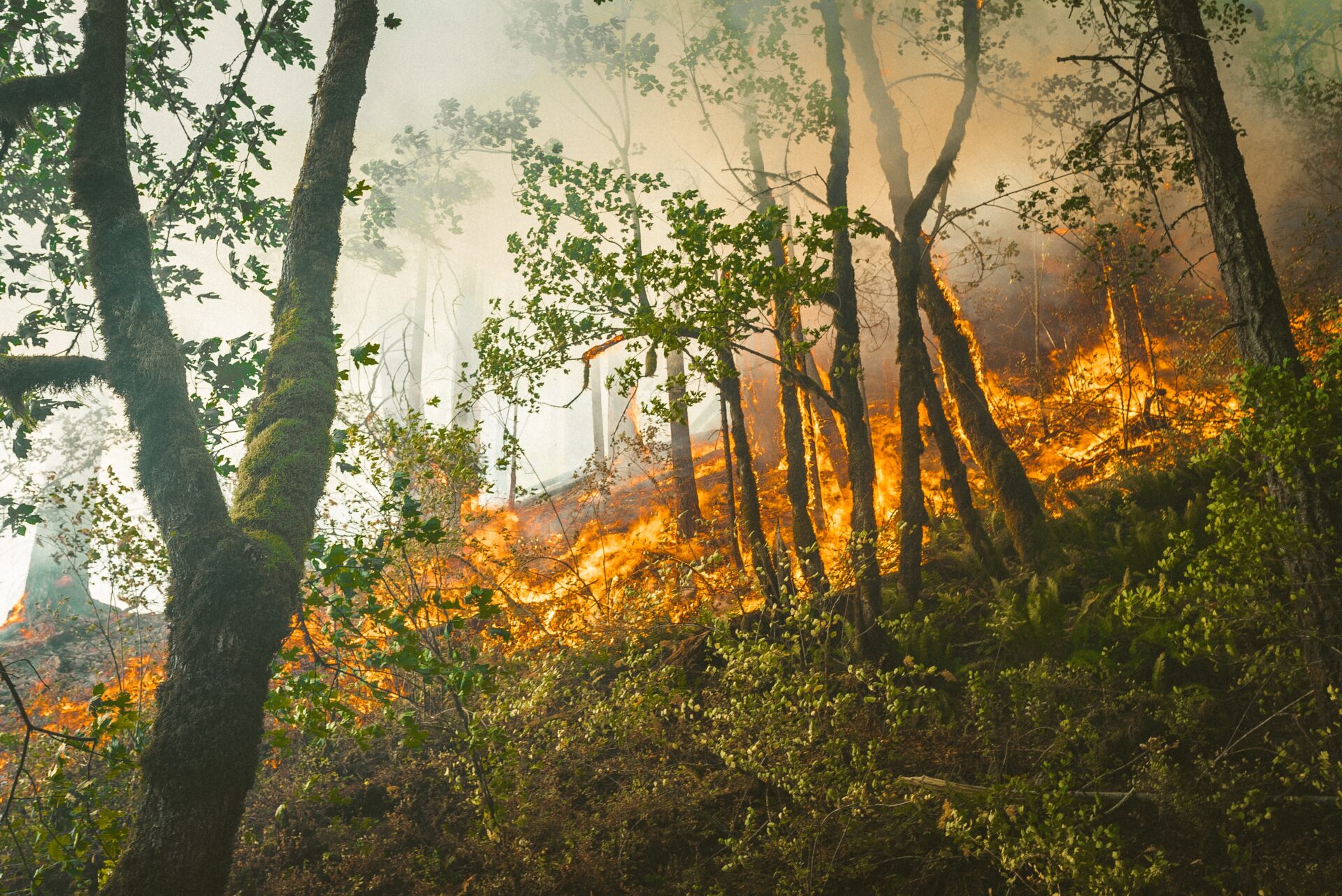 Dahuaの山林火事検知ソリューションが山火事の防止に貢献
