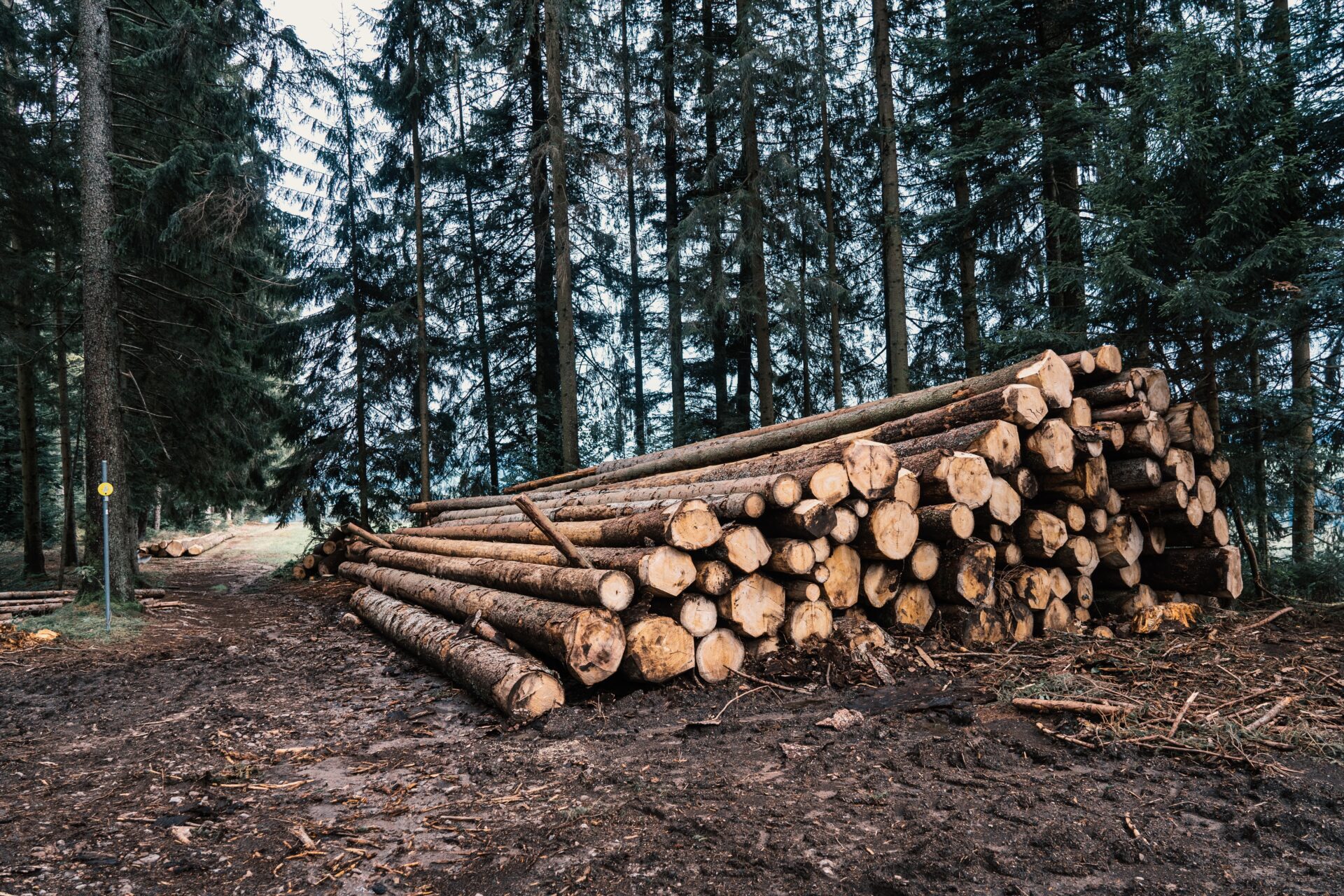 林業が抱える課題とは。課題の解決策や取り組みを紹介
