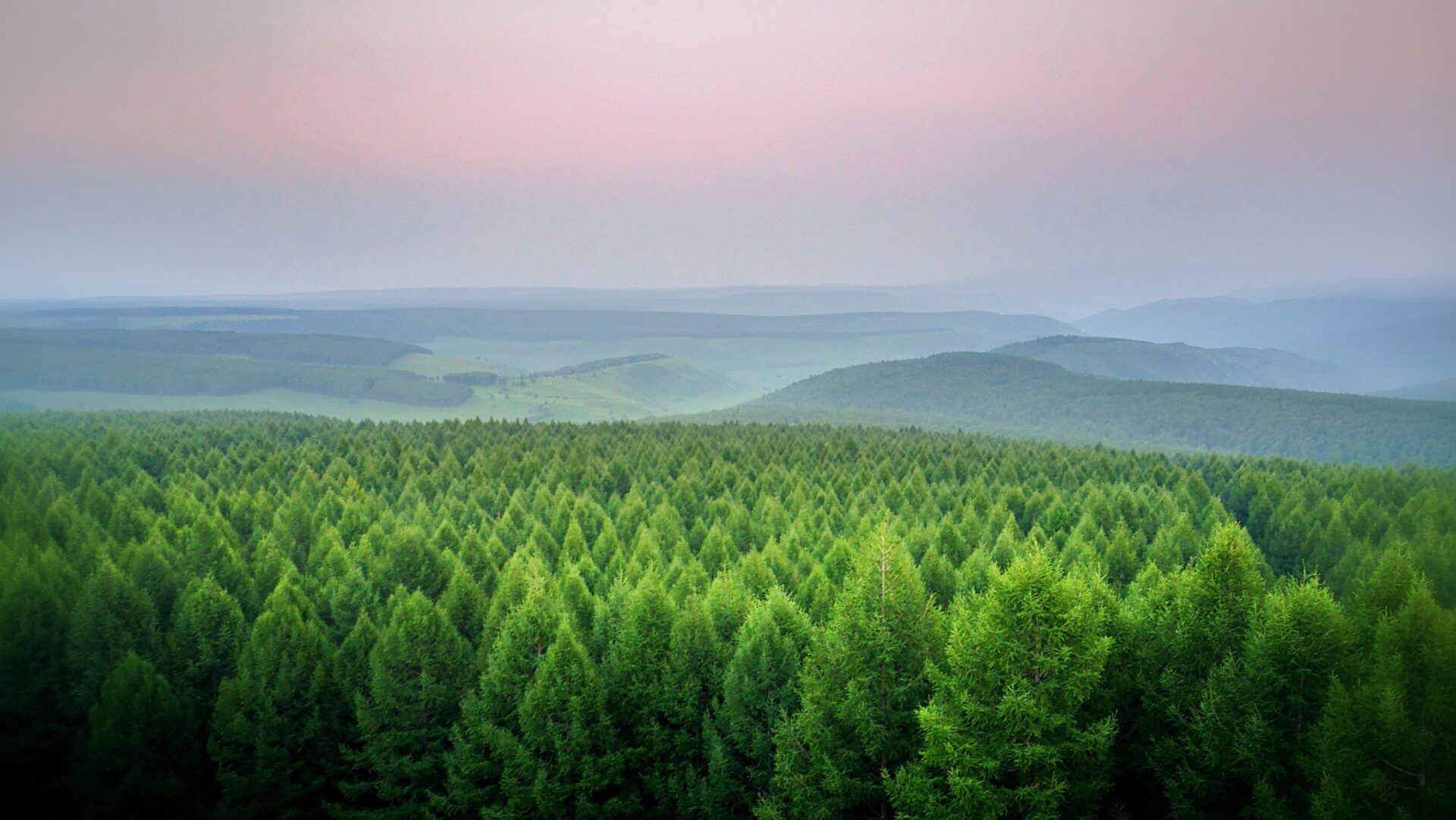森林の定義とは？さまざまな定義の解説に加え、森林の区分も紹介