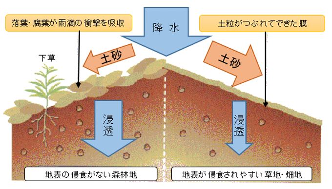 森林の「多面的機能」は私たちの生活にどのように関わる？8つの機能、森林整備との関係性も解説