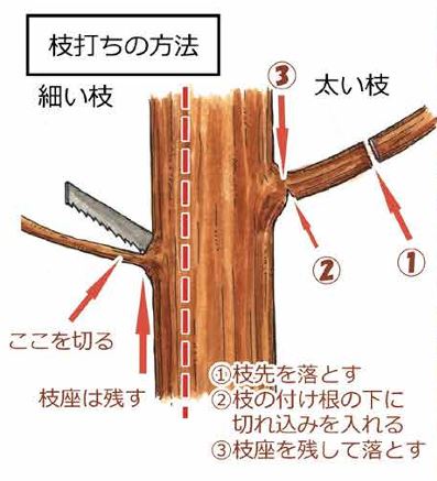 枝打ちの方法